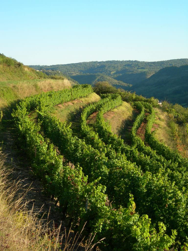 Vignes AOC Marcillac